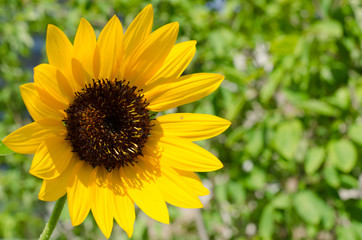 Fototapeta premium Sunflower