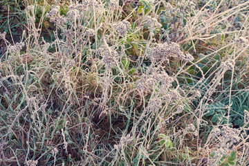 Autumn nature background frost on the grass