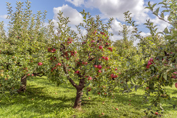 Fototapeta na wymiar Apfelbäume auf dem Lohrberg in Frankfurt am Main