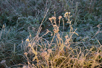The first frost in autumn, frost on grass and sunlight
