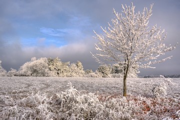 Feld und Wald mit Rauhreif an einem Wintermorgen