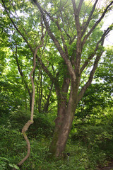 Fototapeta premium 筑波実験植物園 らせん木理