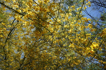 flowering mesquite tree
