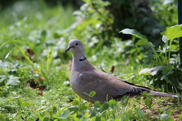 Eurasian collared dove in the green grass
