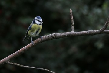The Blue Tit on a branch