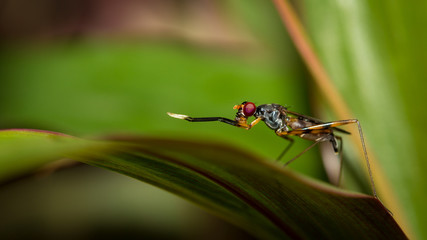Insect.