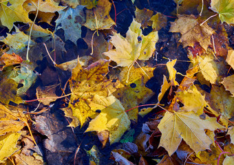 Fallen yellow leaves in autumn closeup