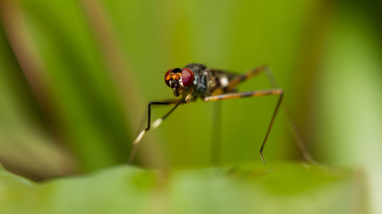 Insect.