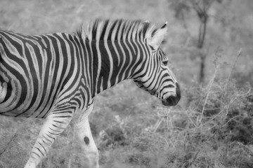 Fototapeta na wymiar African Zebra, South Africa