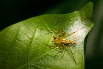 The little spider