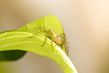 The little spider