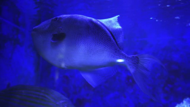 Gray triggerfish (Balistes capriscus) swimming in large sea aquarium