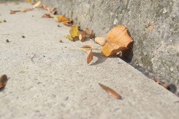 A leaf on a concrete bench in the morning.