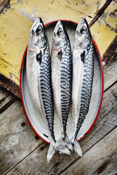 Three fresh mackerel