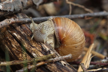 Schnecken