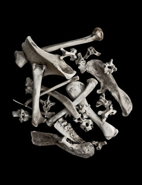 Dried Bones Arranged On Black Background