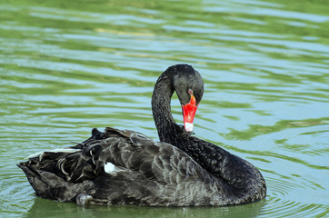 Cigno nero
