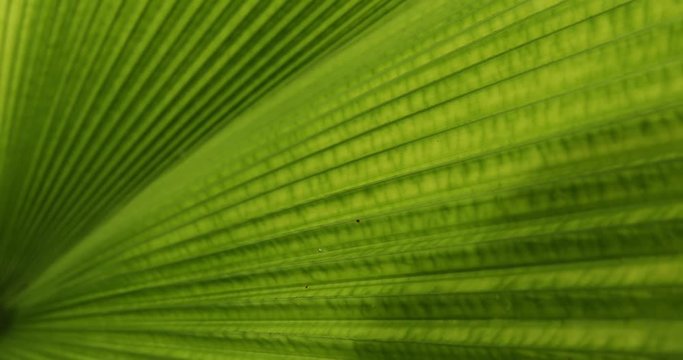 green leaf palm in nature, 4k