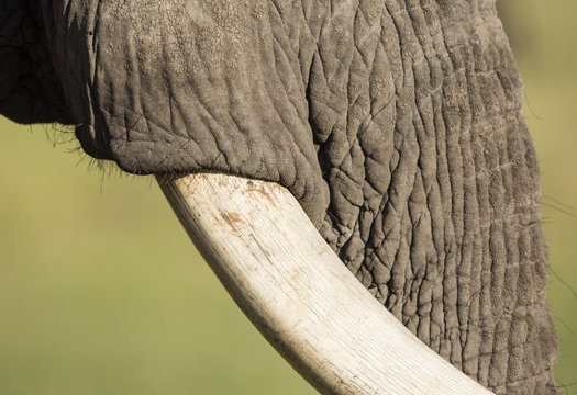 Elephant Tusk