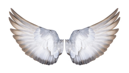 Plakat wings of birds on white background