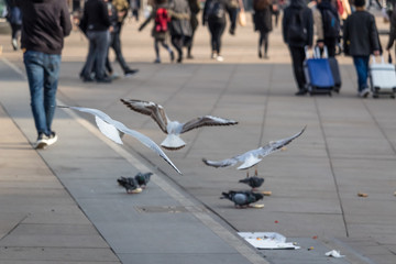 Seagulls and pigeons on Alexanderplatz in Berlin