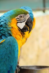 Macore bird parrot beautiful in the zoo