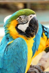 Macore bird parrot beautiful in the zoo