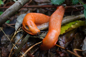 Schnecken