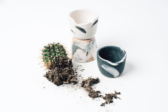 Cacti with Ceramic Pots