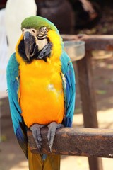 Macore bird parrot beautiful in the zoo