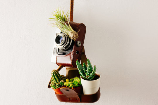 Plants on an old analog camera