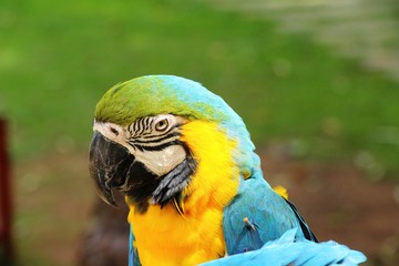 Macore bird parrot beautiful in the zoo
