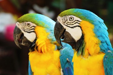 Macore bird parrot beautiful in the zoo