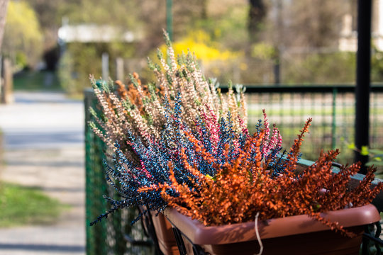 Colorful plants in a pot on a fence on the outskirts of Berlin