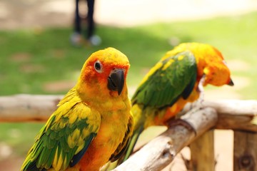 Macore bird parrot beautiful in the zoo