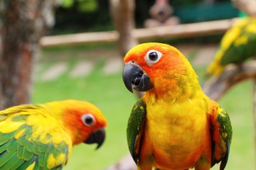 Macore bird parrot beautiful in the zoo