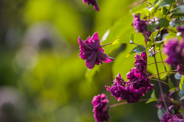 purple Clematis alpina