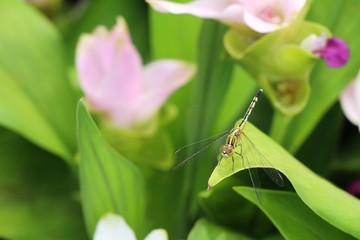 Dragonfly with beauty flower at the nature