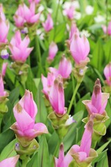 Beautiful pink siam tulips with the nature