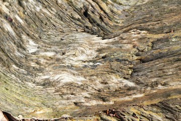 Old wooden beauty wall background and texture