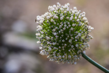 White Allium Flower