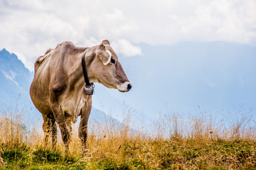 Obraz na płótnie Canvas vacca in montagna 