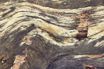 Old wooden beauty wall background and texture