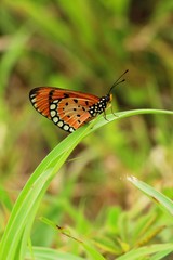 Butterfly with the nature
