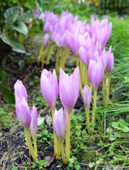 Весенние цветы