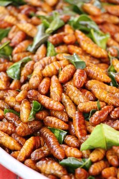 Fried silk worms delicious in street food