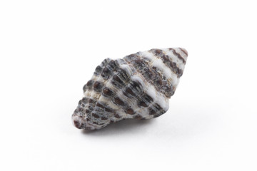 A black and white seashell