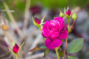 Fototapeta na wymiar pink garden rose