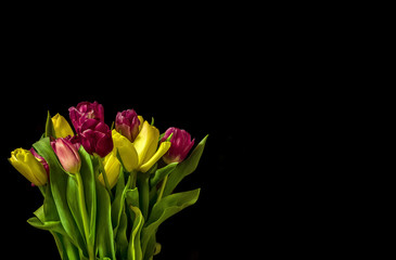 multicolored tulips on a black background