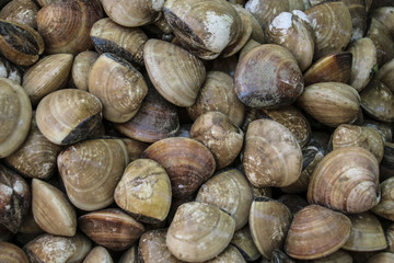 Fresh manila clams background, close up view